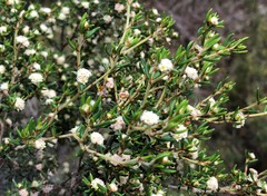 Spyridium eriocephalum