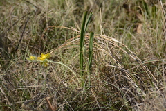 Hypoxis rigidula rigidula