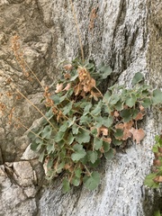 Heuchera parishii