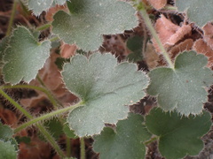 Heuchera parishii
