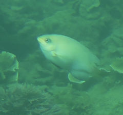 Hemiglyphidodon plagiometopon