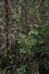 Clinopodium mexicanum