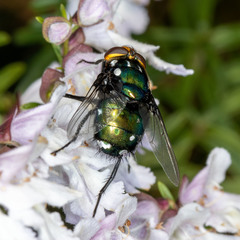 Ameniinae