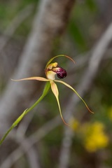 Caladenia paludosa