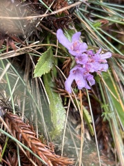 Scabiosa lacerifolia