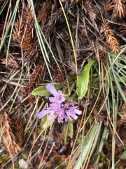 Scabiosa lacerifolia