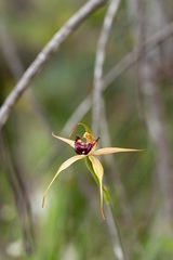 Caladenia paludosa
