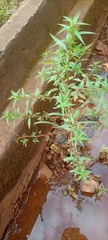 Magnoliopsida