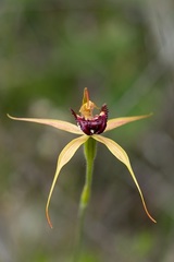 Caladenia paludosa