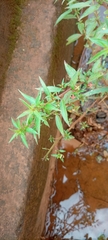 Magnoliopsida