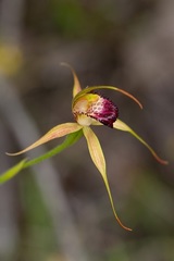 Caladenia paludosa