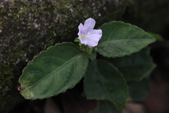 Strobilanthes tetrasperma