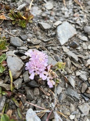 Scabiosa lacerifolia