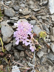 Scabiosa lacerifolia