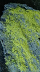 Chrysothrix chlorina