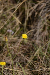 Crepis hypochaeridea