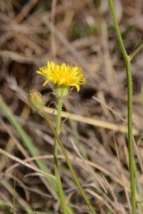 Crepis hypochaeridea