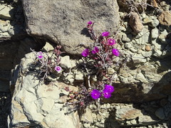 Delosperma aliwalense