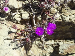 Delosperma aliwalense