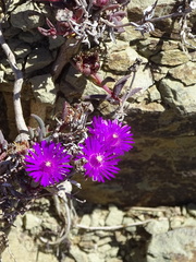 Delosperma aliwalense