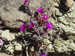 Delosperma aliwalense