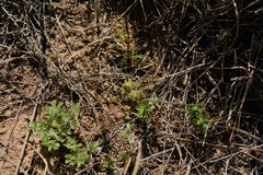 Leobordea divaricata