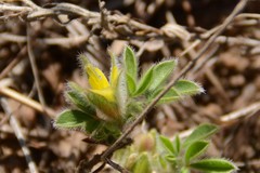 Leobordea divaricata