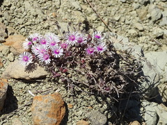 Delosperma aliwalense