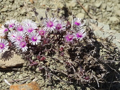 Delosperma aliwalense