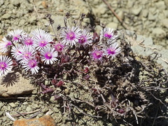 Delosperma aliwalense