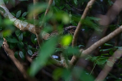 Caprimulgus jotaka