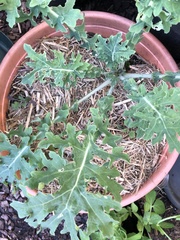 Brassica oleracea acephala