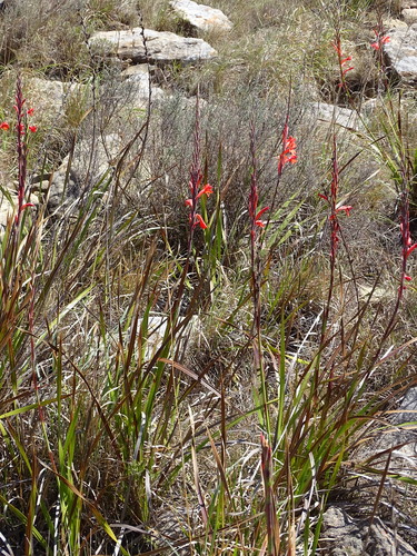 Image of Watsonia pillansii by (c) Shaun Swanepoel, some rights reserved (CC BY)