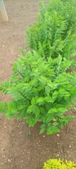 Magnoliopsida