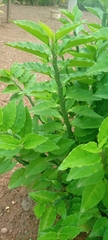 Magnoliopsida