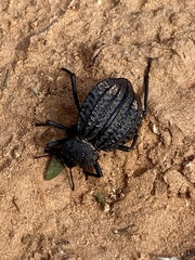 Philolithus sordidus