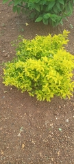 Magnoliopsida