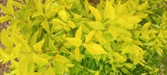 Magnoliopsida