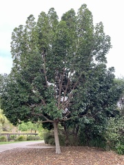 Elaeocarpus eumundii