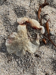 Phacellophora camtschatica