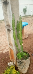 Euphorbia