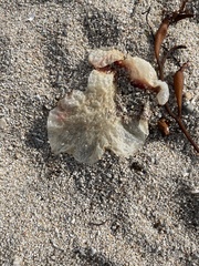 Phacellophora camtschatica