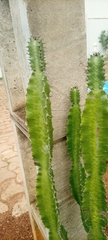 Euphorbia