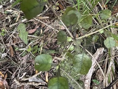 Coprosma spathulata