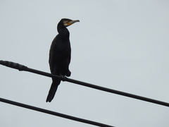 Phalacrocorax carbo