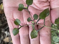 Coprosma spathulata