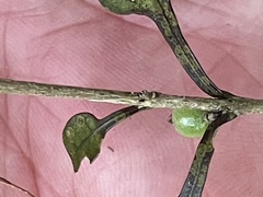 Coprosma spathulata