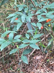 Wikstroemia nutans
