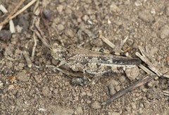 Heliastus sumichrasti