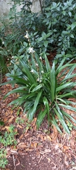 Chlorophytum bowkeri